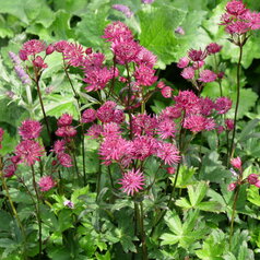 Astrantia