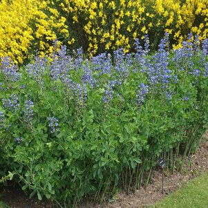 Baptisia australis