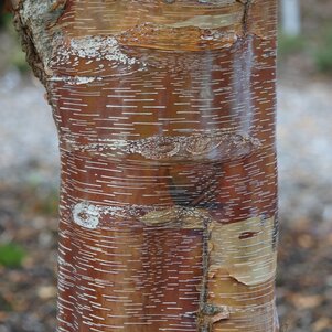 Betula albosinensis Red Panda