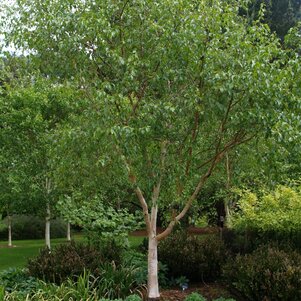 Betula Jacquemontii