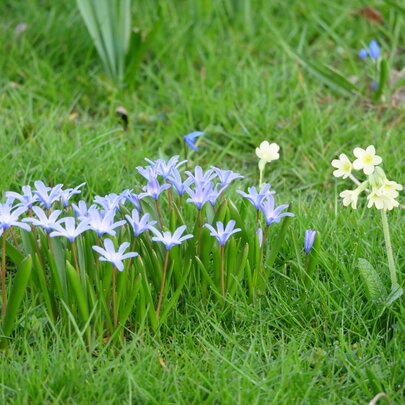 Chionodoxa