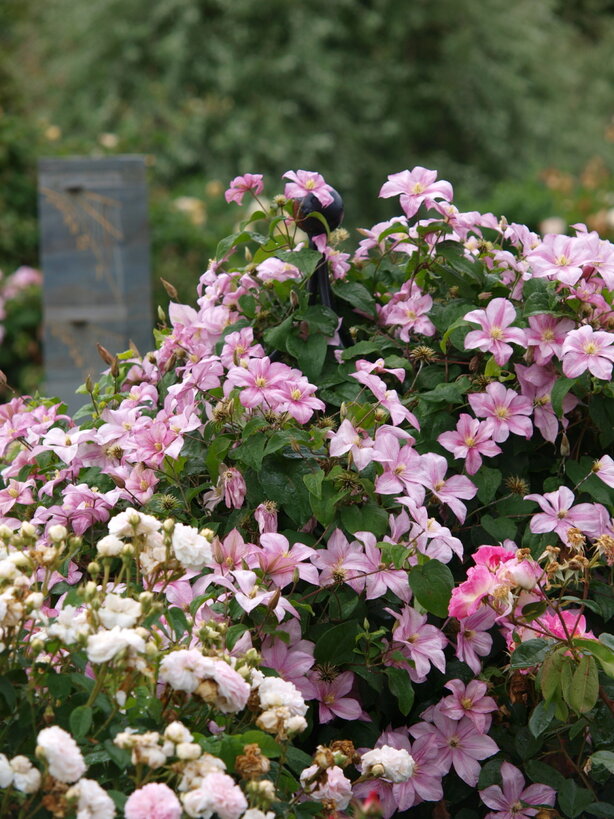 Clematis - plamienok