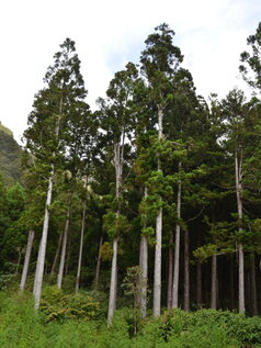 Cryptomeria japonica