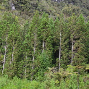 Cryptomeria japonica