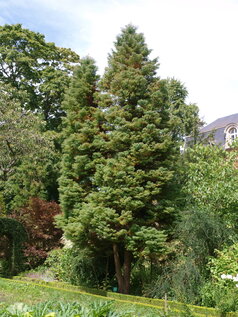 Cryptomeria japonica ‘Elegans‘