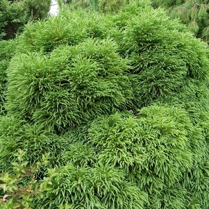 Cryptomeria japonica ‘Globosa Nana‘