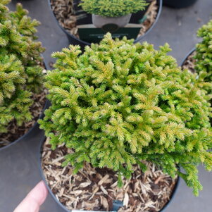 Cryptomeria japonica ‘Green Pearl‘