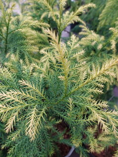 Cryptomeria japonica ‘Sekan Sugi‘