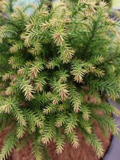 Cryptomeria japonica ‘Vilmorin Gold‘