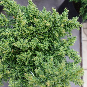 Cryptomeria japonica ‘Yokohama‘