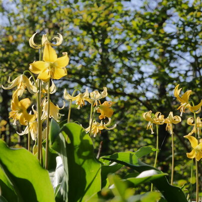 Erythronium Pagoda