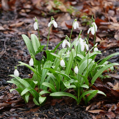 Galanthus Woronovii