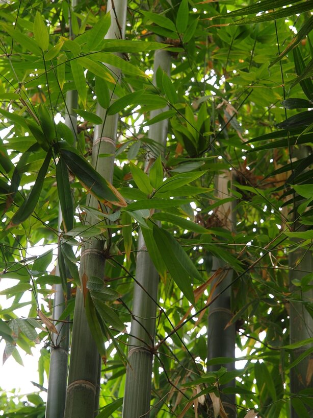 Gigantochloa - tropický bambus