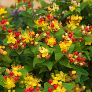 Hypericum Miracle Atraction