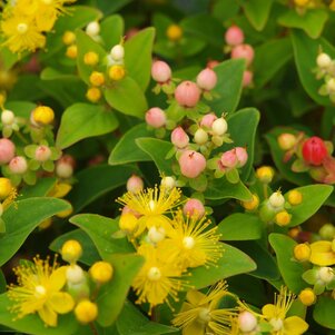 Hypericum Miracle Pearl