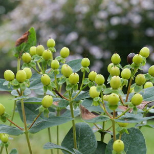 Hypericum Miracle Pistache