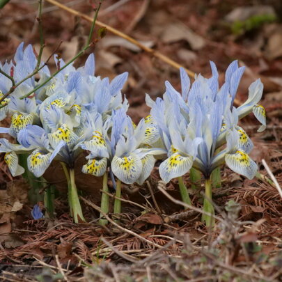 Iris reticulata Katharine Hodgkin