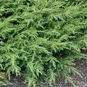 Juniperus communis ‘Repanda‘