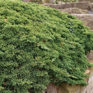 Juniperus procumbens ‘Nana‘