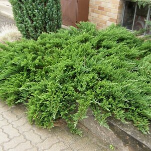 Juniperus sabina ‘Tamariscifolia‘