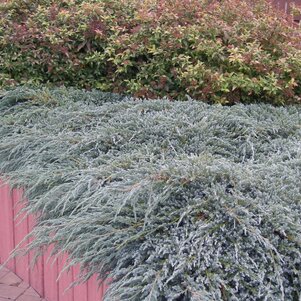 Juniperus squamata ‘Blue Carpet‘