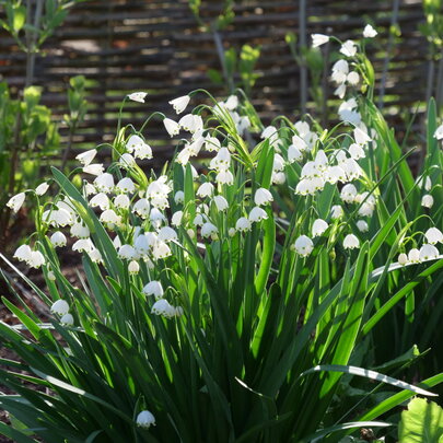 Leucojum aestivum