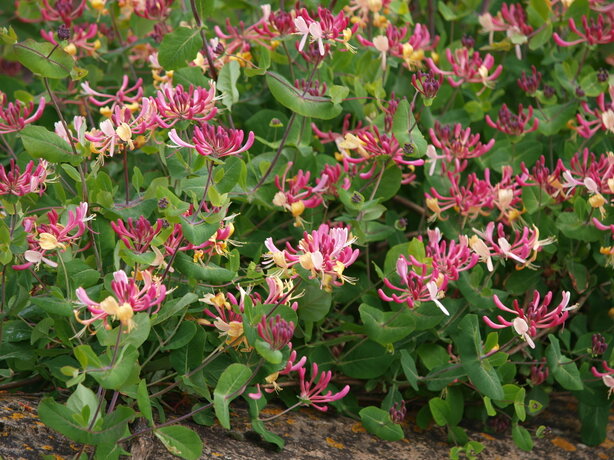 Lonicera - zemolez