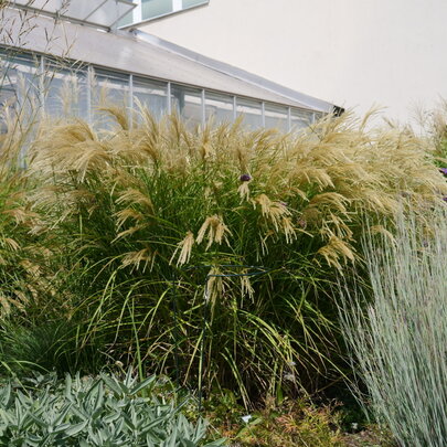 Miscanthus sinensis ‘Ferner Osten‘