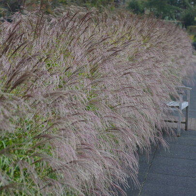 Miscanthus sinensis - jako živý plot