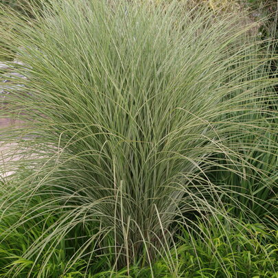 Miscanthus sinensis ‘Morning Light‘.