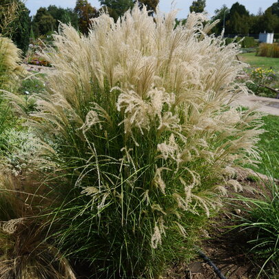 Miscanthus sinensis ‘Sirene‘.