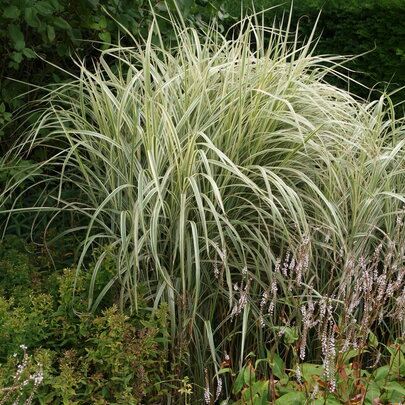 Miscanthus sinensis ‘Variegatus‘