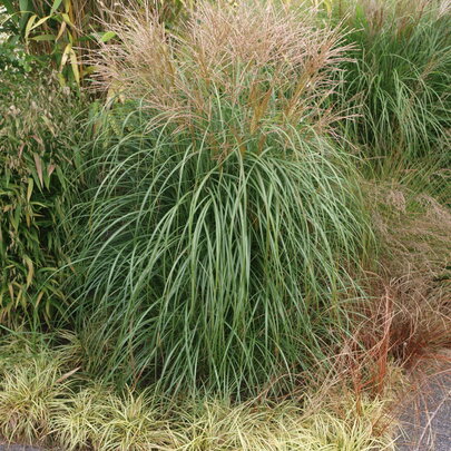 Miscanthus sinensis ‘Yakushima Dwarf‘