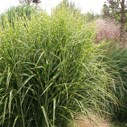 Miscanthus sinensis ‘Zebrinus‘.