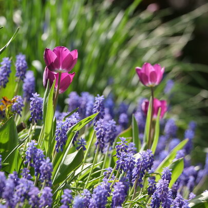 Muscari