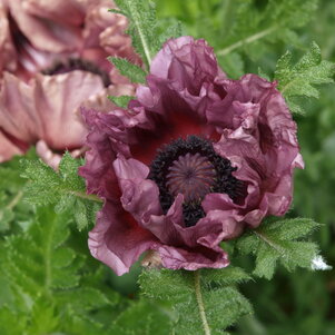 Papaver orientale ‘PATTY‘S PLUM‘