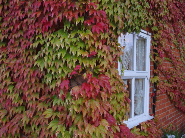 Parthenocissus tricuspidata