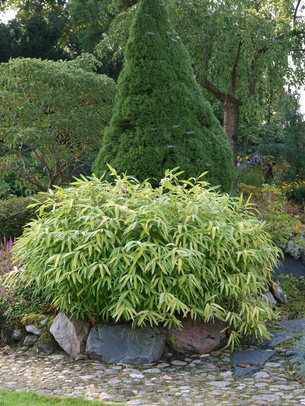 Phyllostachys aurea Variegata