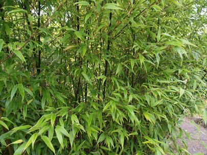 Phyllostachys nigra