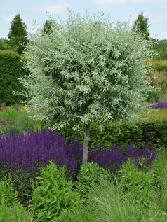 Pyrus salicifolia Pendula z