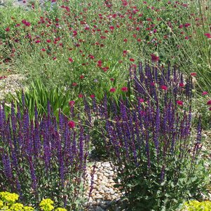 Salvia nemorosa Caradonna + Knautia