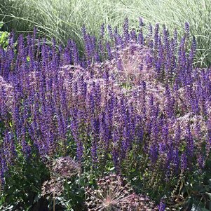 šalvia Salvia nemorosa Mainacht