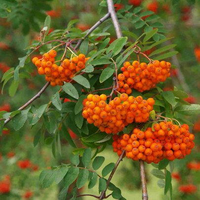 Sorbus aucuparia