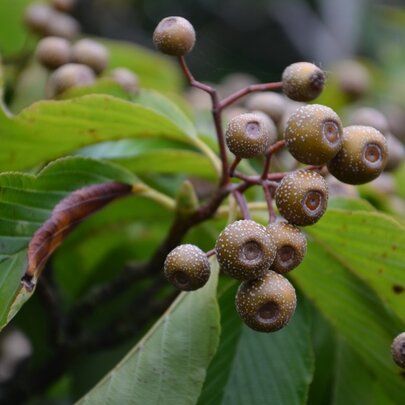 Sorbus caloneura - plody