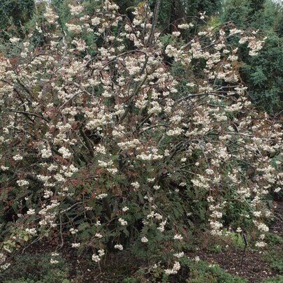 Sorbus fruticosa