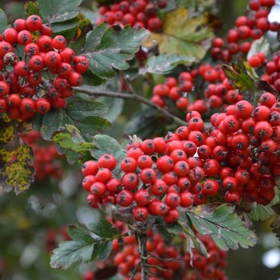 Sorbus hybrida ‘Gibbsii‘.