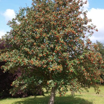 Sorbus intermedia - strom