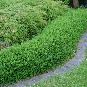 Spiraea japonica ‘Japanese Dwarf‘