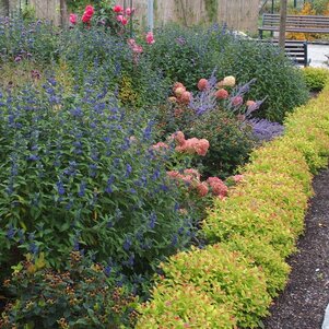 Spiraea japonica ‘Walbuma‘ ako lem