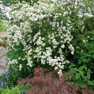 Spiraea van Houttei ‘Gold Fountain‘